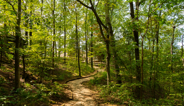 Reconnect with Nature: The Healing Power of Forest Therapy and Hiking