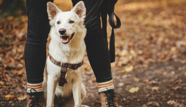 Hiking with Your Furry Friends: Essential Tips and Accessories for a Safe Adventure